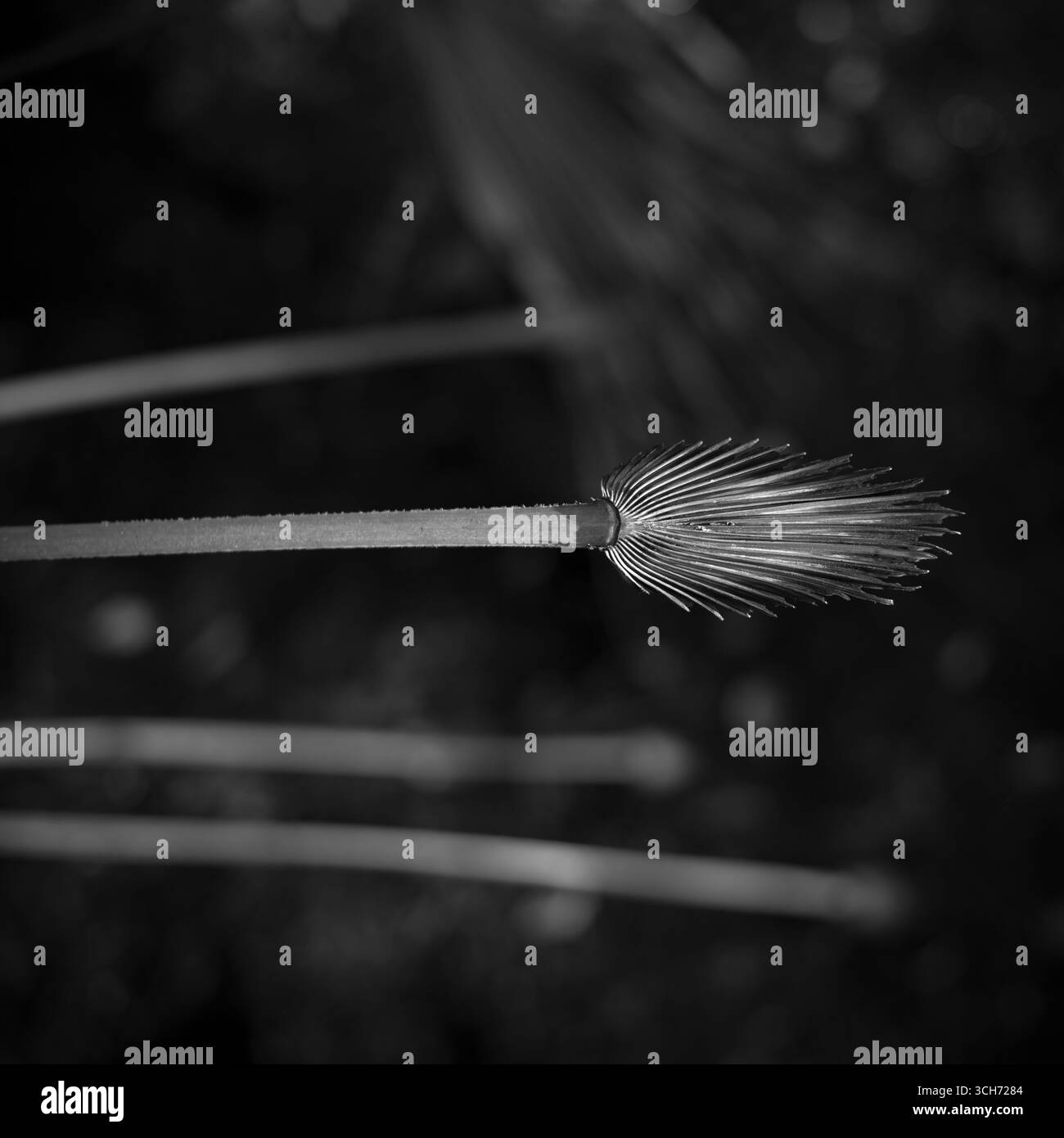 Ein verbrannter Palmwedel. Florida Naturfotografie. Stockfoto