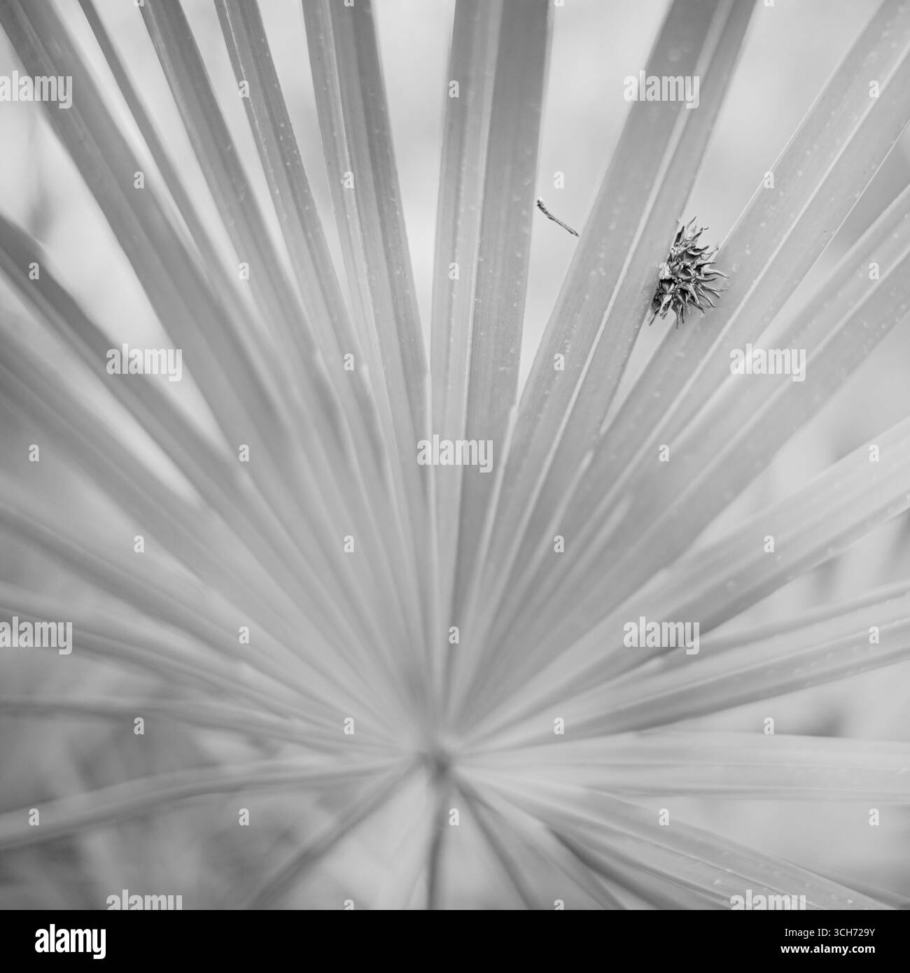 Ein Sweetgum-Samenkugel, der zwischen den Segmenten eines Palmwedes gefangen ist. Botanische Kunstfotografie in Florida. Stockfoto