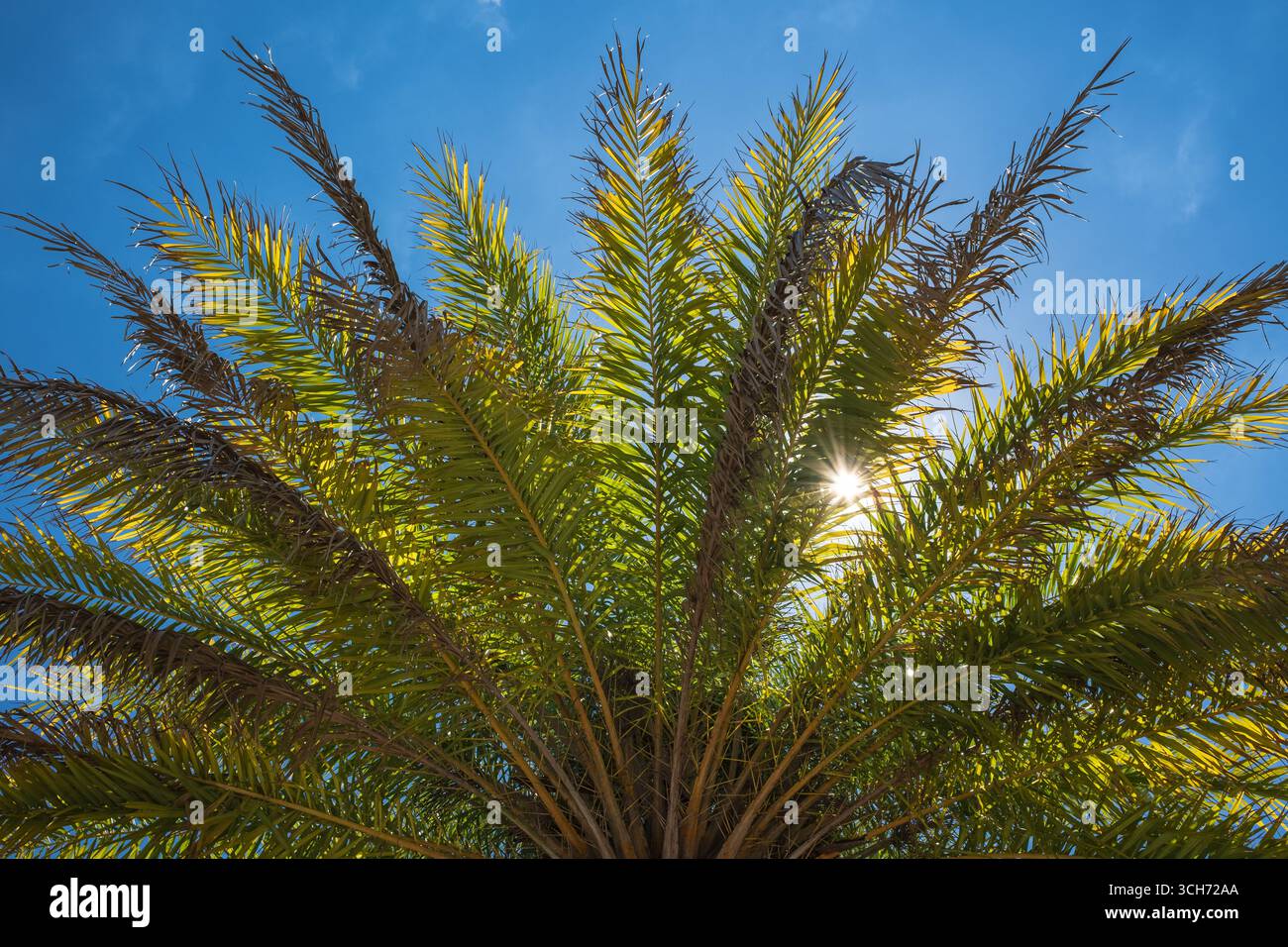 Blick auf eine beleuchtete Florida-Palme. Stockfoto