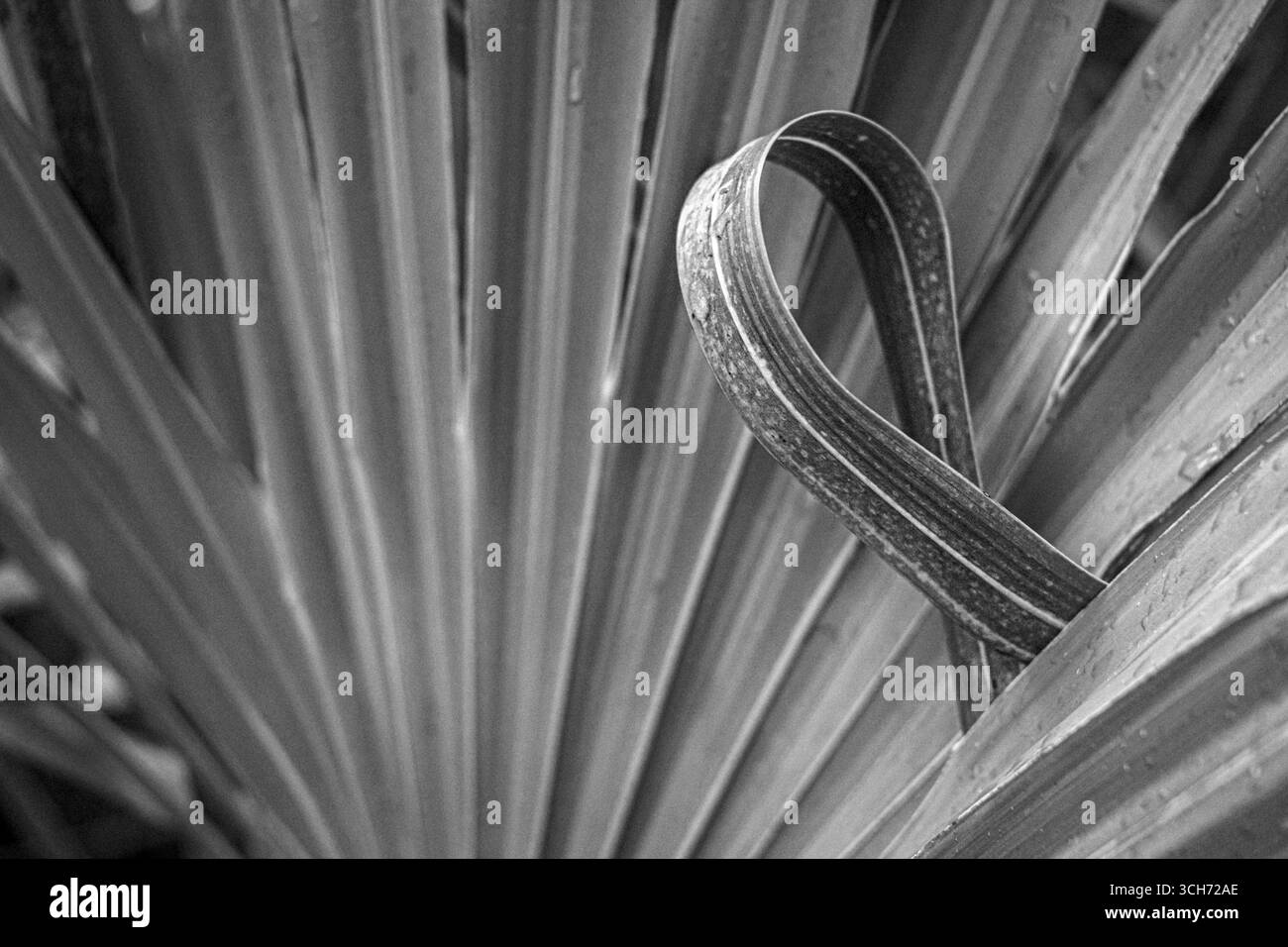 Tropische Natur. Palmwedel und Blatt. Schwarzweiß-Kunstfotografie. Stockfoto