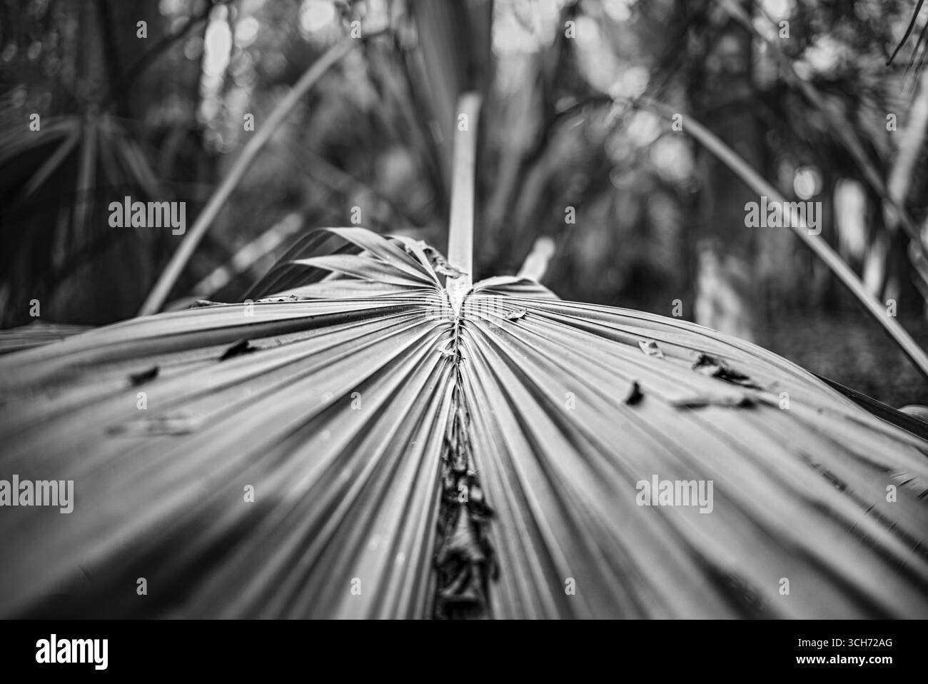 Ein großer Palmwedel, der sich nach unten zum Boden hin beugt. Botanische Kunstfotografie in Florida. Stockfoto