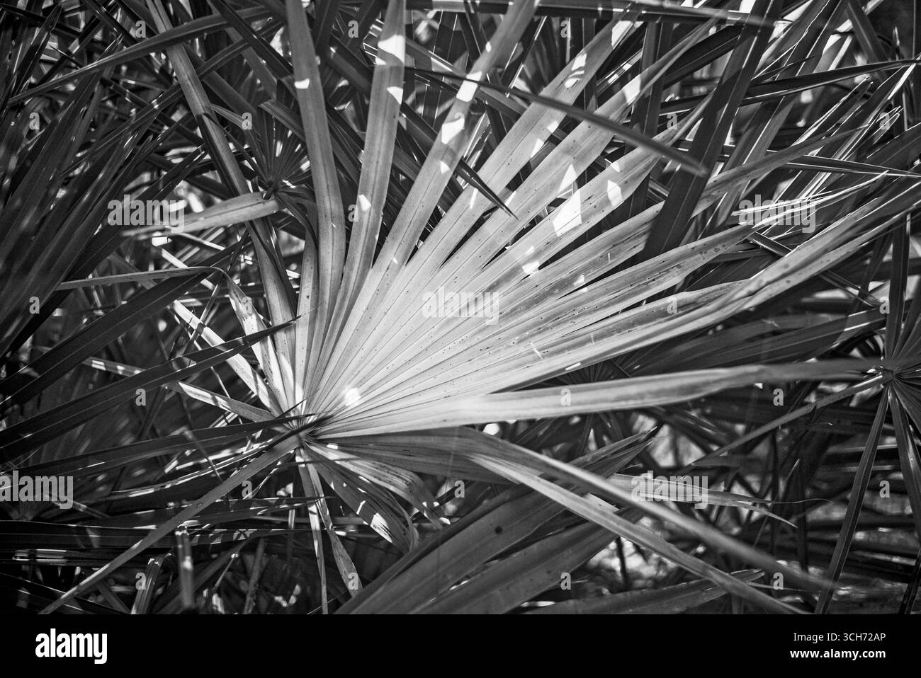 Ein gelblicher Palmwed in einem Sägepalmenständer. Schwarzweiß-Naturfotografie. Stockfoto