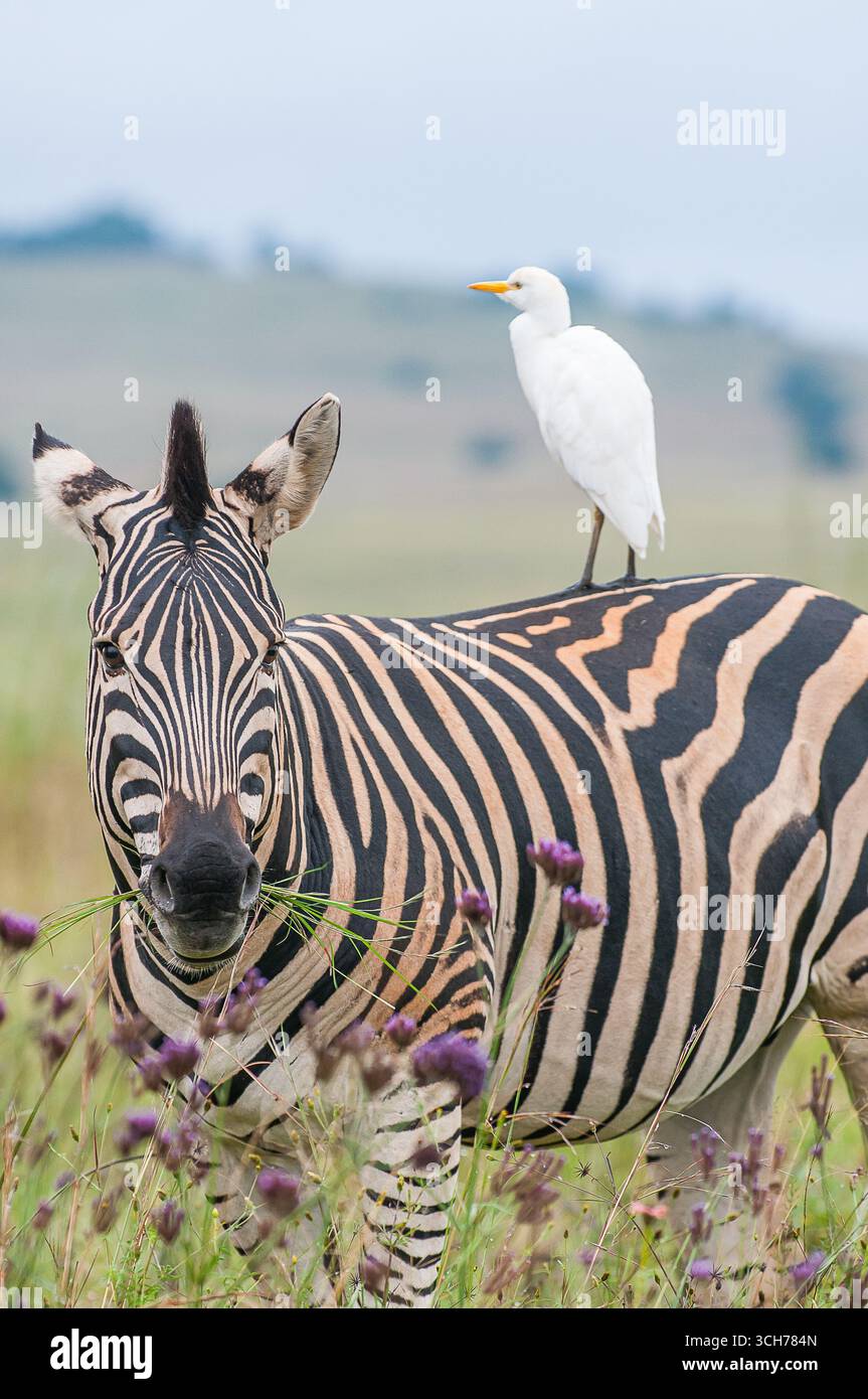 Ein Flachzebra (Equus quagga) im afrikanischen Busch mit einem weißen Rinderreiher auf dem Rücken Stockfoto