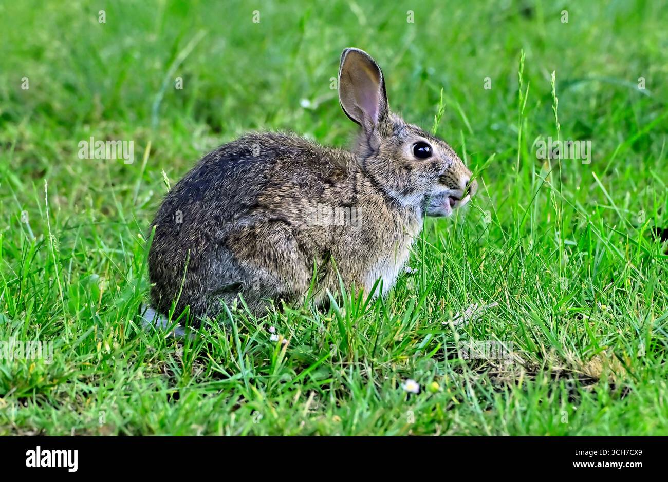 Ein östliches Hase, Sylvilagus floridanus, isst das grüne Gras auf einer ländlichen Wiese von Vancouver Island. Stockfoto