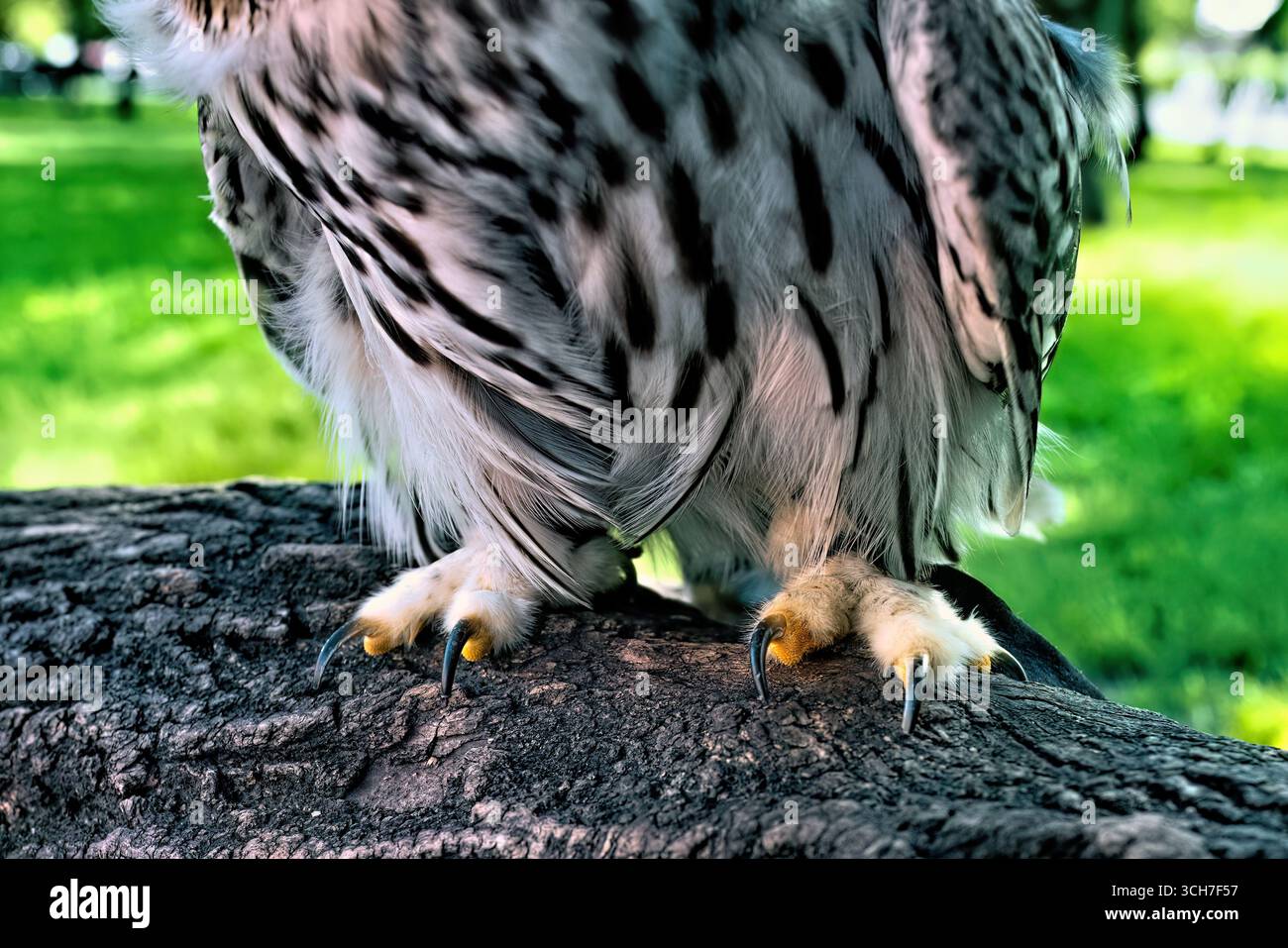 Scharfe, lange Krallen einer Eulenkrause, die auf einem Baum sitzt, Nahaufnahme. Stockfoto