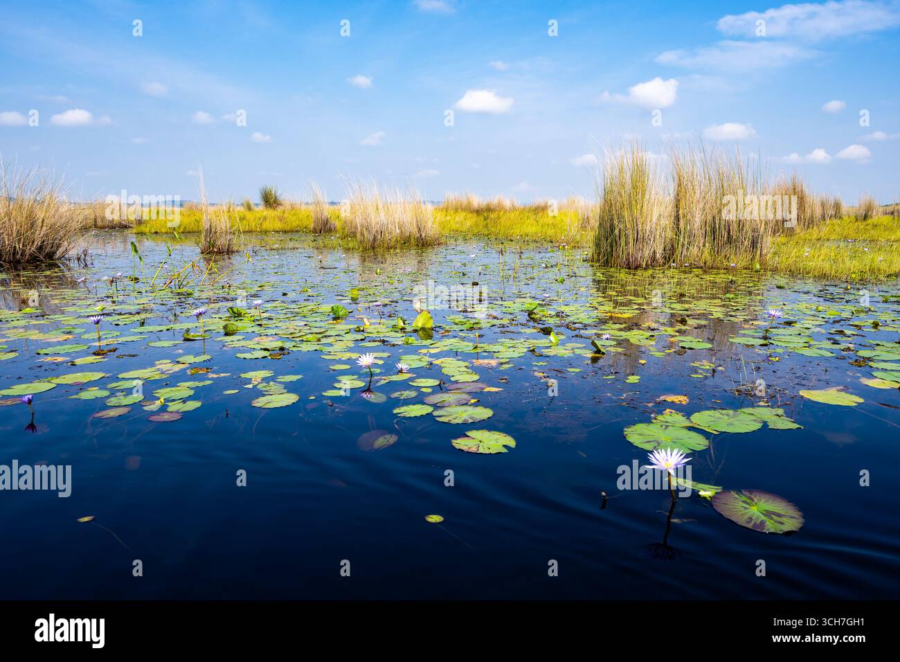Seerosen schmücken das ruhige Wasser des Viktoriasees. Uganda, Afrika. Stockfoto