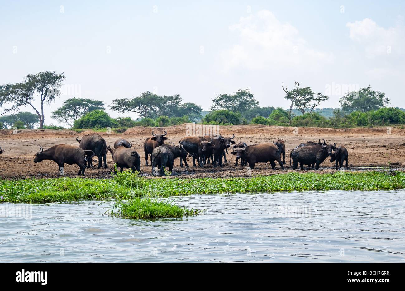 Eine Herde afrikanischer Büffel (Syncerus Caffer) am Ufer des Edward-Sees. Queen Elizabeth National Park, Uganda, Afrika. Stockfoto