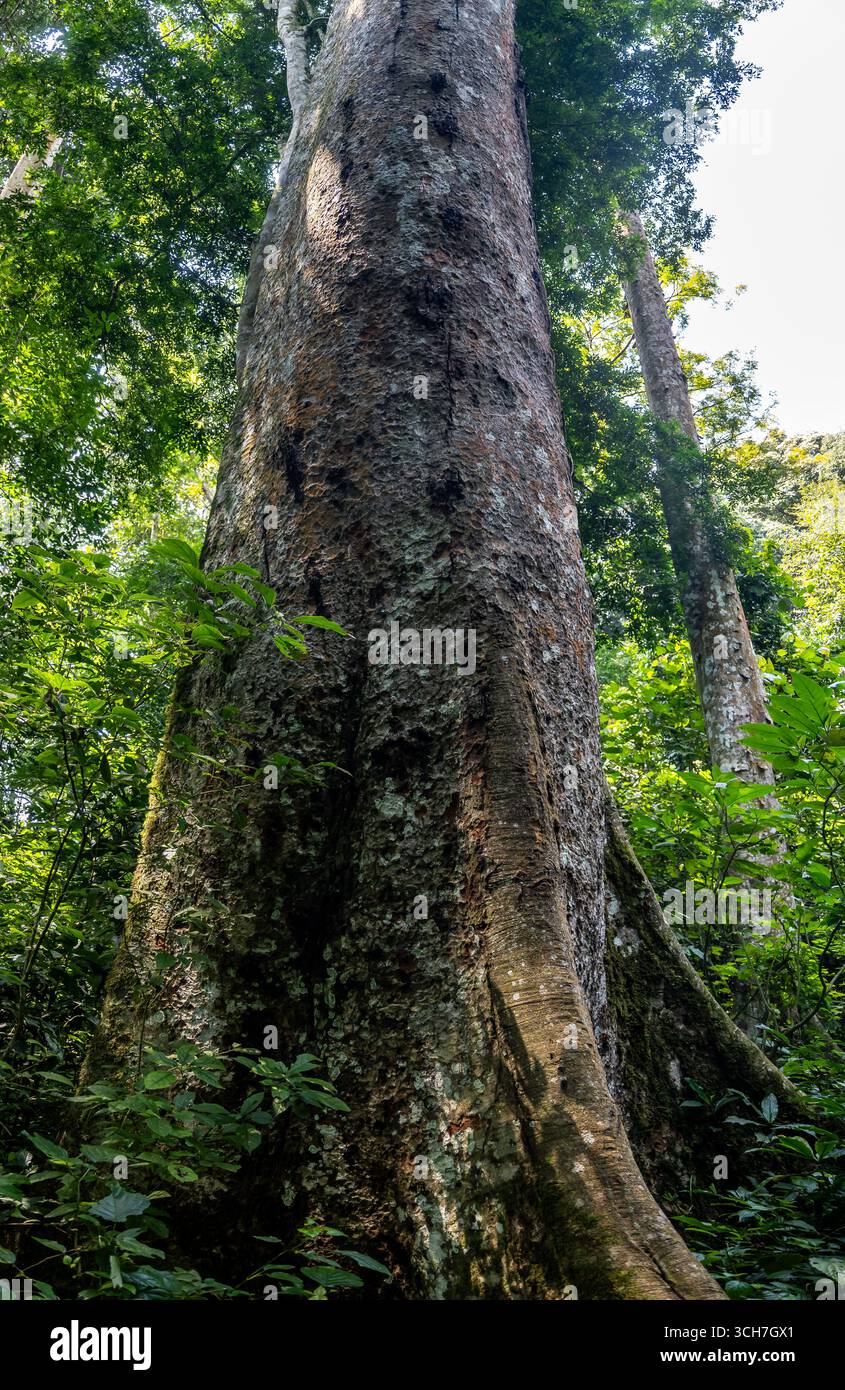 Der riesige Stamm eines gigantischen ostafrikanischen Mahagoni-Baumes (Khaya anthotheca). Budongo Central Forest Reserve, Uganda, Afrika. Stockfoto