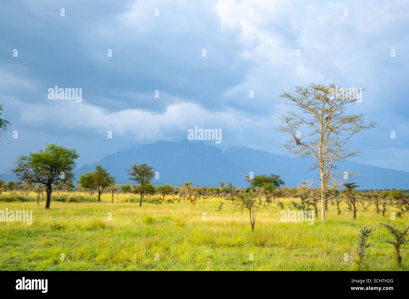 Mount Kadam, ein vulkanischer Berg, der sich über die umliegenden Ebenen erhebt. Pian Upe Game Reserve, Uganda, Afrika. Stockfoto