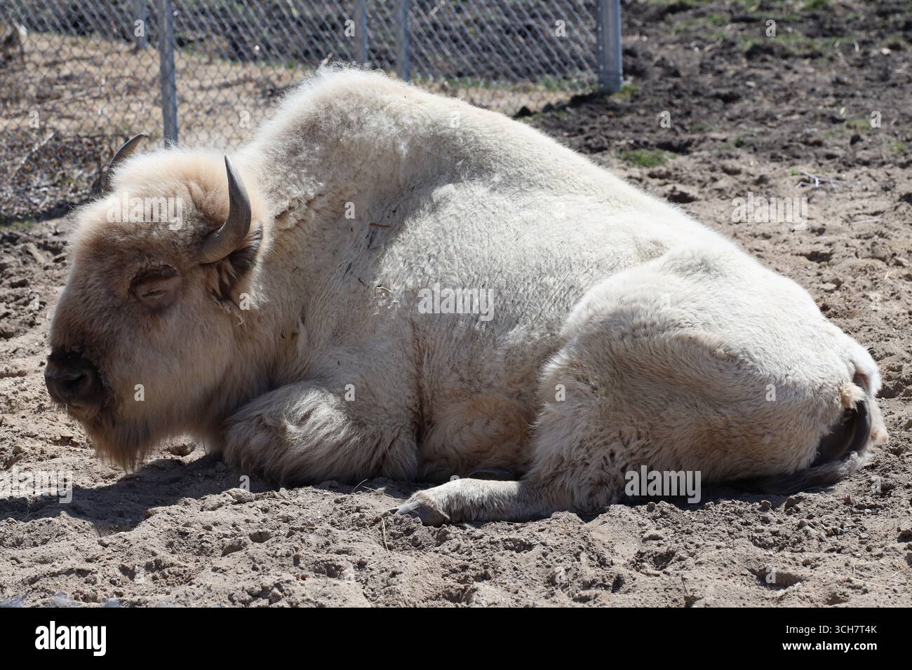 Seltene weiße Erwachsene Great Plains Bison, die sich an einem hellen sonnigen Tag entspannen Stockfoto