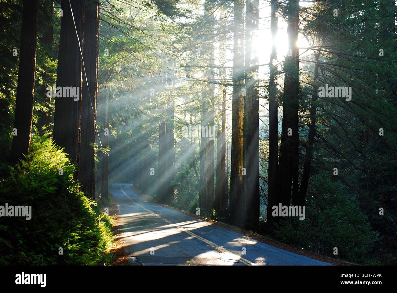 Sonnenstrahlen platzen durch eine Reihe von Bäumen entlang einer Straße durch den Wald Stockfoto