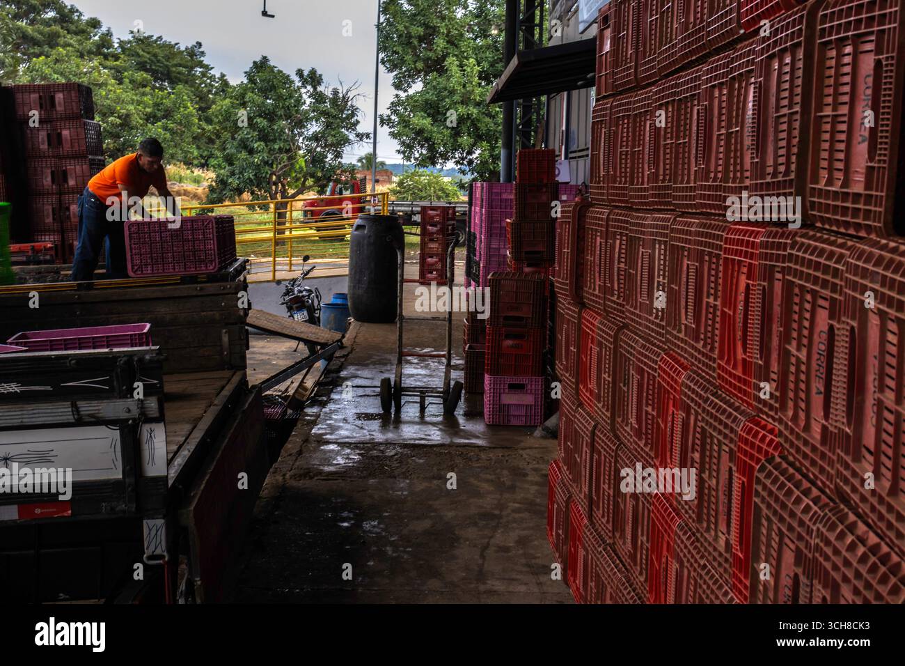 Marilia, Sao Paulo, Brasilien, 24. April 2025. Ein Arbeiter entlädt Plastikkisten voller Tomaten aus einem LKW in einem Obst- und Gemüselager im Cit Stockfoto