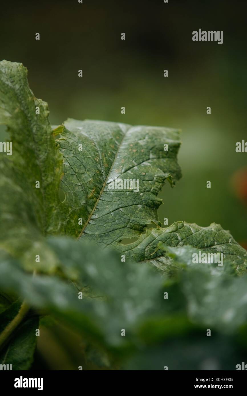 Grünes Blatt mit natürlicher Textur Stockfoto