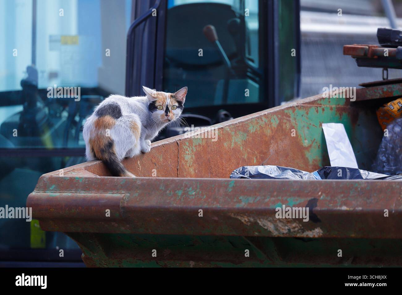 Eine streunende Katze, die in einer Müllkippe nach Nahrung sucht Stockfoto