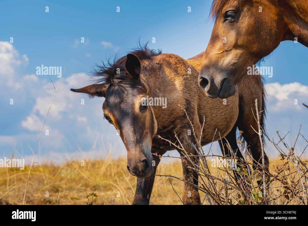 Eine schöne Nahaufnahme von einem Fohlen und einer Stute auf dem Feld. Das Fohlen blickt direkt in die Kamera, während die Stute schützend daneben steht. Stockfoto