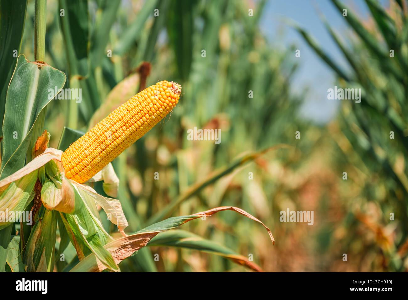 Nahaufnahme von reifem gelbem Maiskolben, der auf der Pflanze auf einem Sommerfeld unter klarem blauem Himmel wächst. Selektiver Fokus. Stockfoto