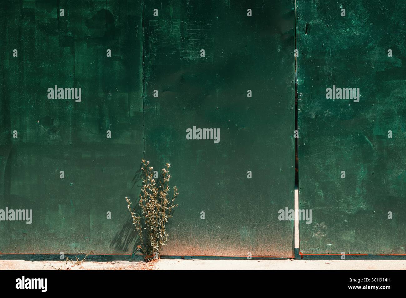 Wildes Unkraut, das vor einem alten grün lackierten Metallzaun im Sonnenlicht wächst, minimalistische urbane Naturszene mit starkem Kontrast und Schatten. Kopierbereich. Stockfoto
