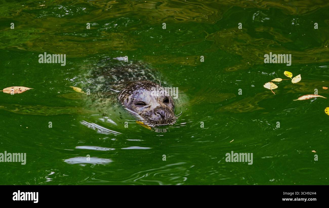 Seehunde schwimmen im trüben grünen Wasser mit herbstlichen Blättern an der Oberfläche. Stockfoto
