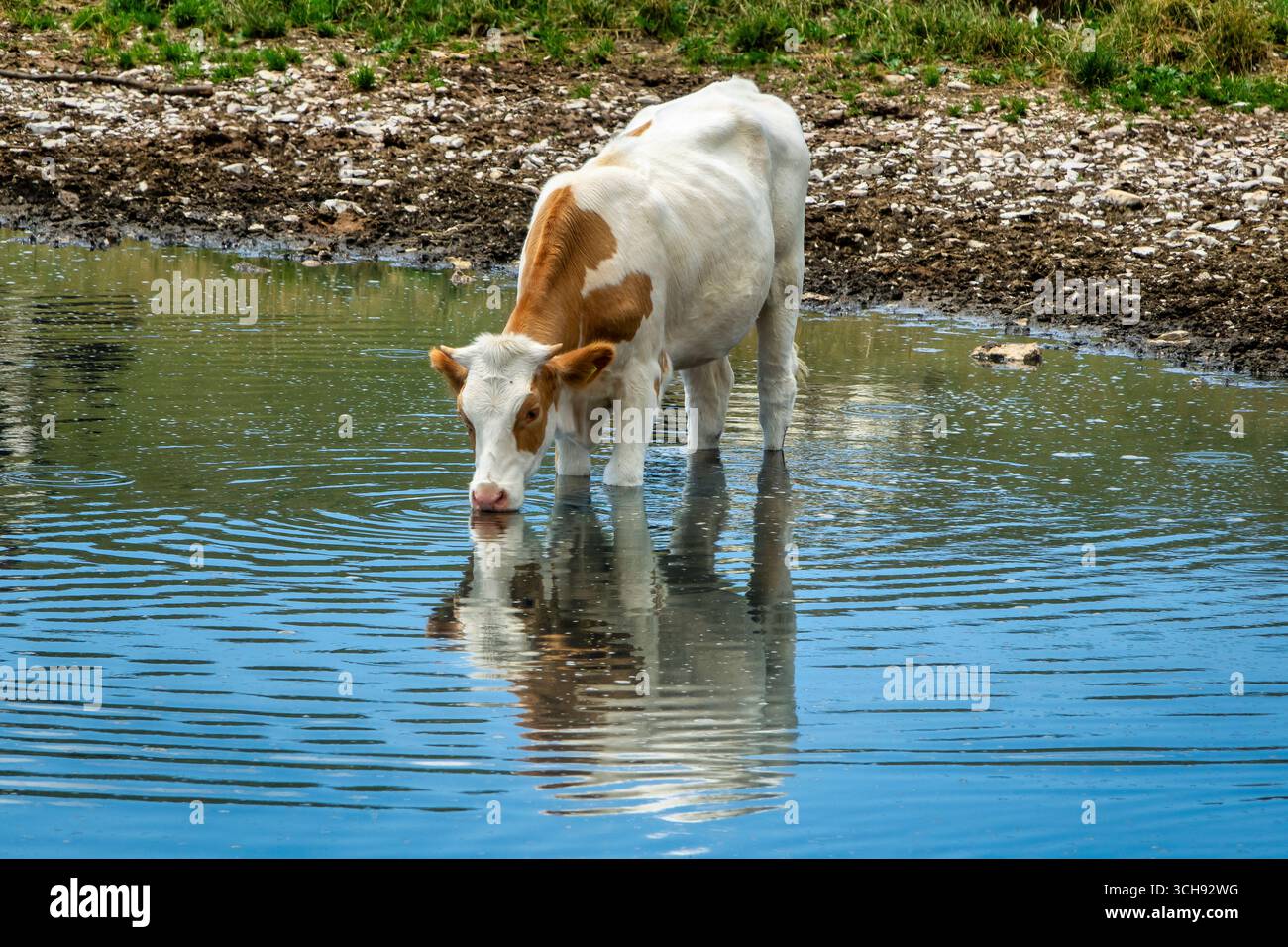 Junge Kuh mit braunem und weißem Fell, die aus einem Teich trinkt. Ländliche Landschaft mit natürlicher Reflexion im Wasser, Konzept des landwirtschaftlichen Lebens, Landwirtschaft, Livesto Stockfoto