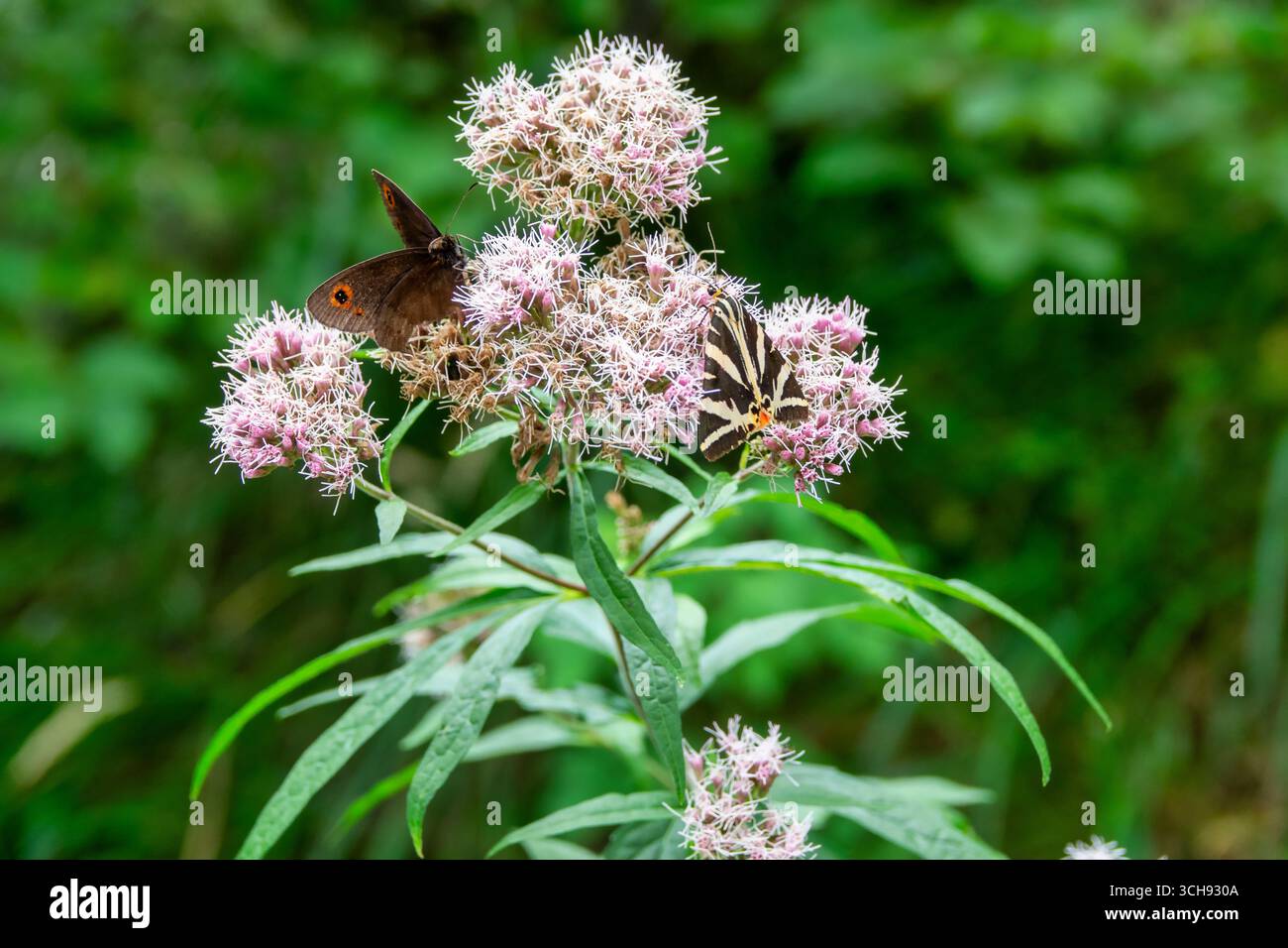 Nahaufnahme von zwei Schmetterlingen, die sich von wilden rosa Blüten in einem natürlichen grünen Hintergrund ernähren. Makrofotografie von Insekten, Bestäubung und Wildtieren im Summ Stockfoto