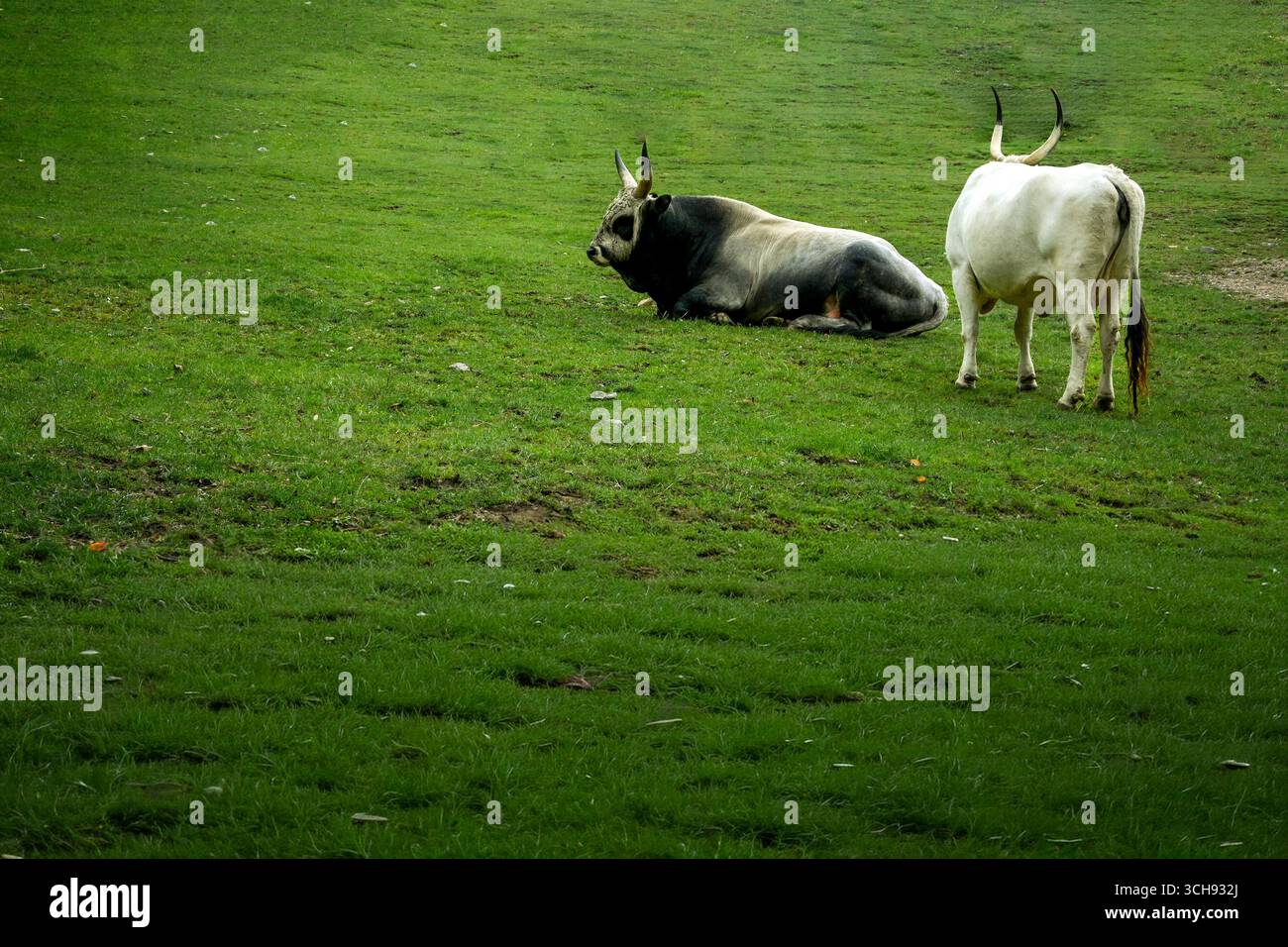Ungarische Graurinder und podolische Kuh entspannen auf üppig grüner Weide. Stockfoto