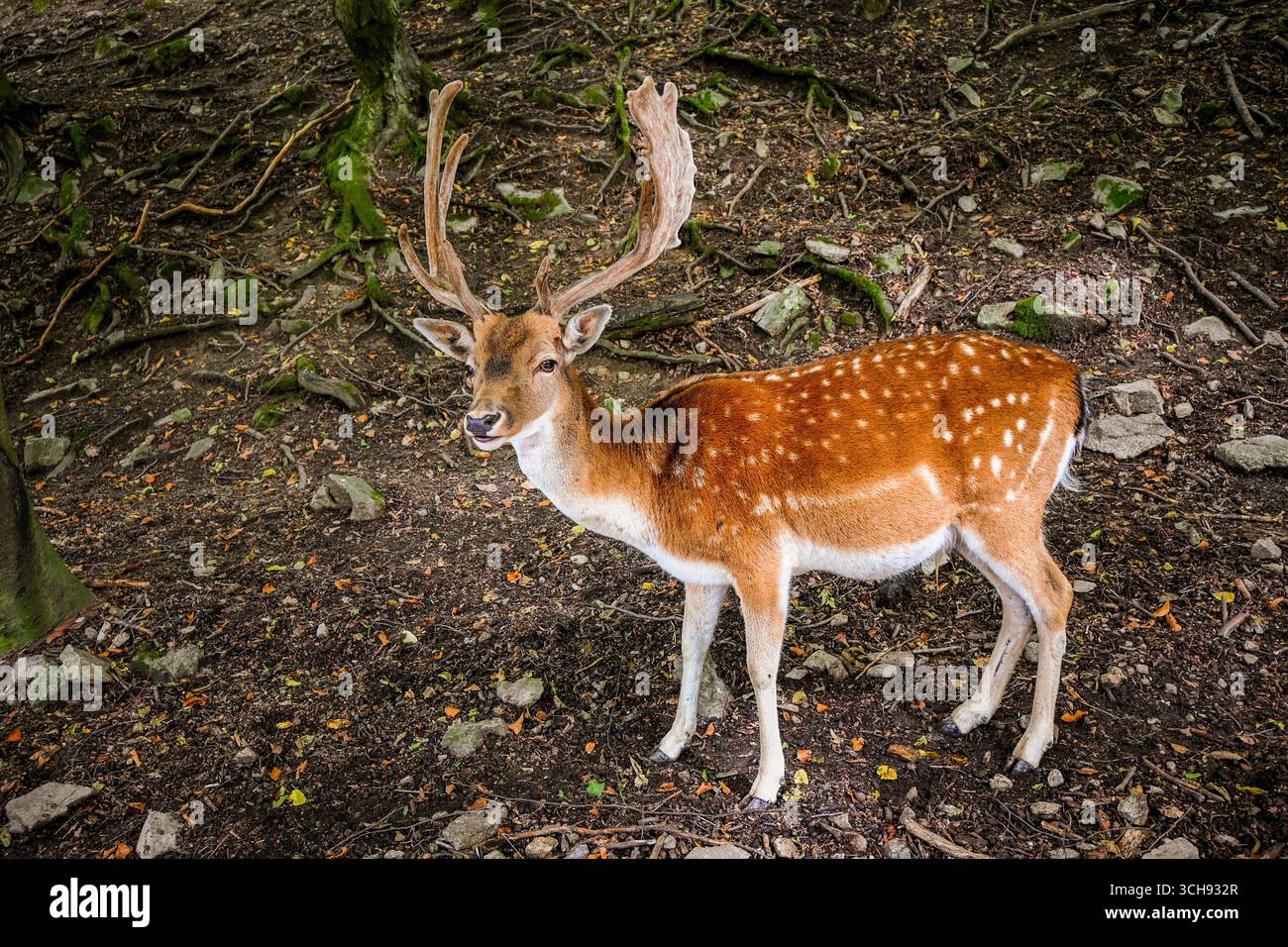 Europäischer Damhirsch mit großen Geweihen, die an einem Herbsttag im Wald stehen. Stockfoto