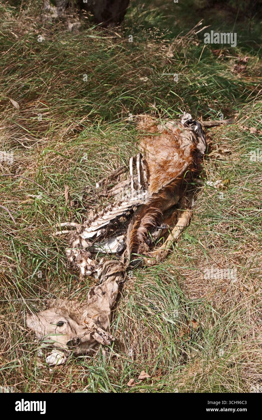 Überreste von totem Hirsch Stockfoto