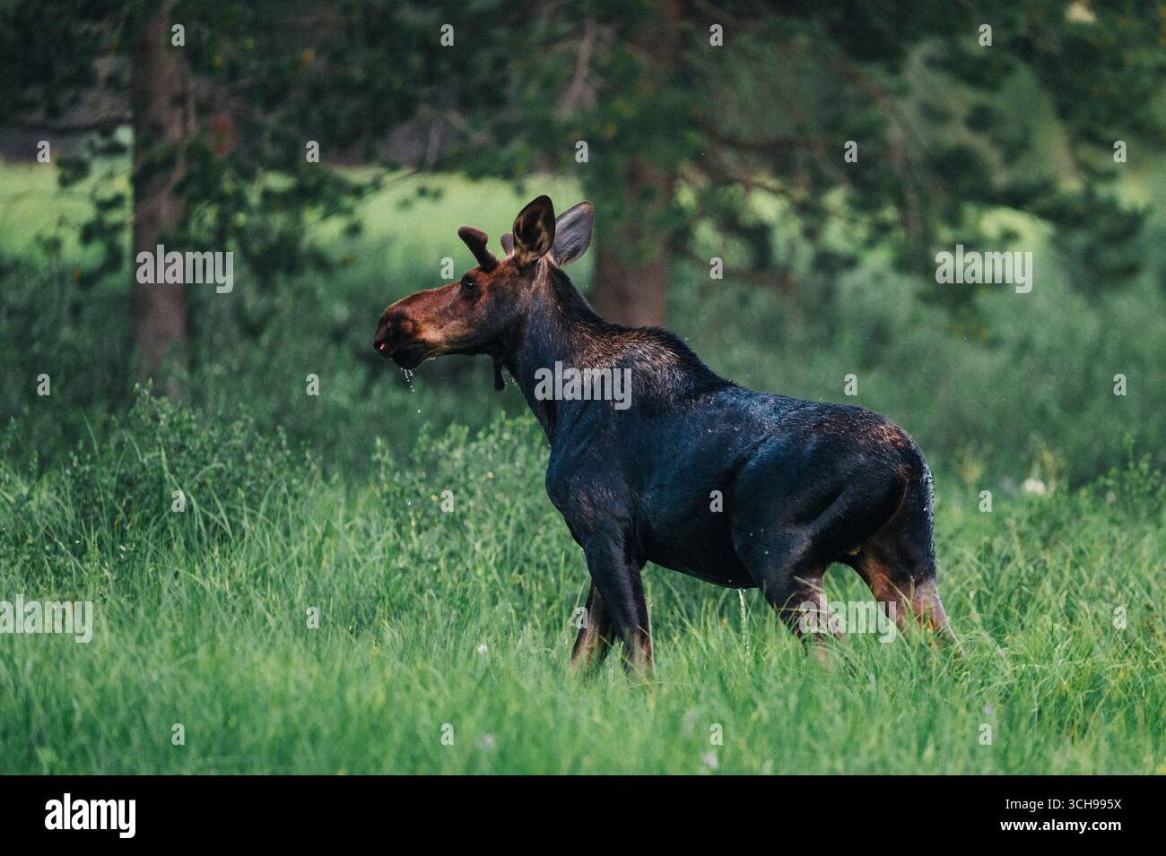 Ein einsamer Elch steht in der Abenddämmerung auf einer Waldlichtung. Stockfoto