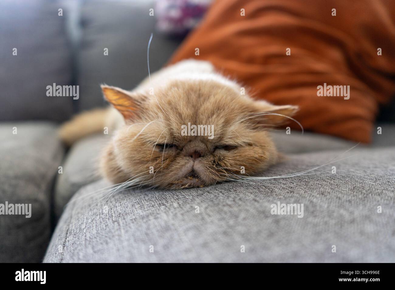 Exotische Kurzhaarkatze, die auf einer grauen Couch schläft Stockfoto