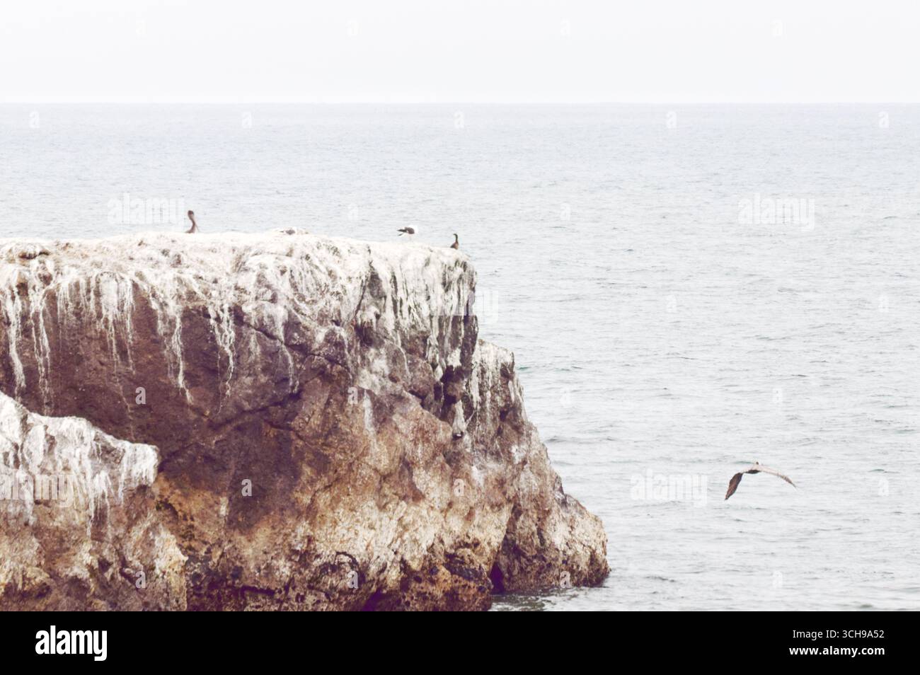 Pelican Island auf dem Pazifik Stockfoto