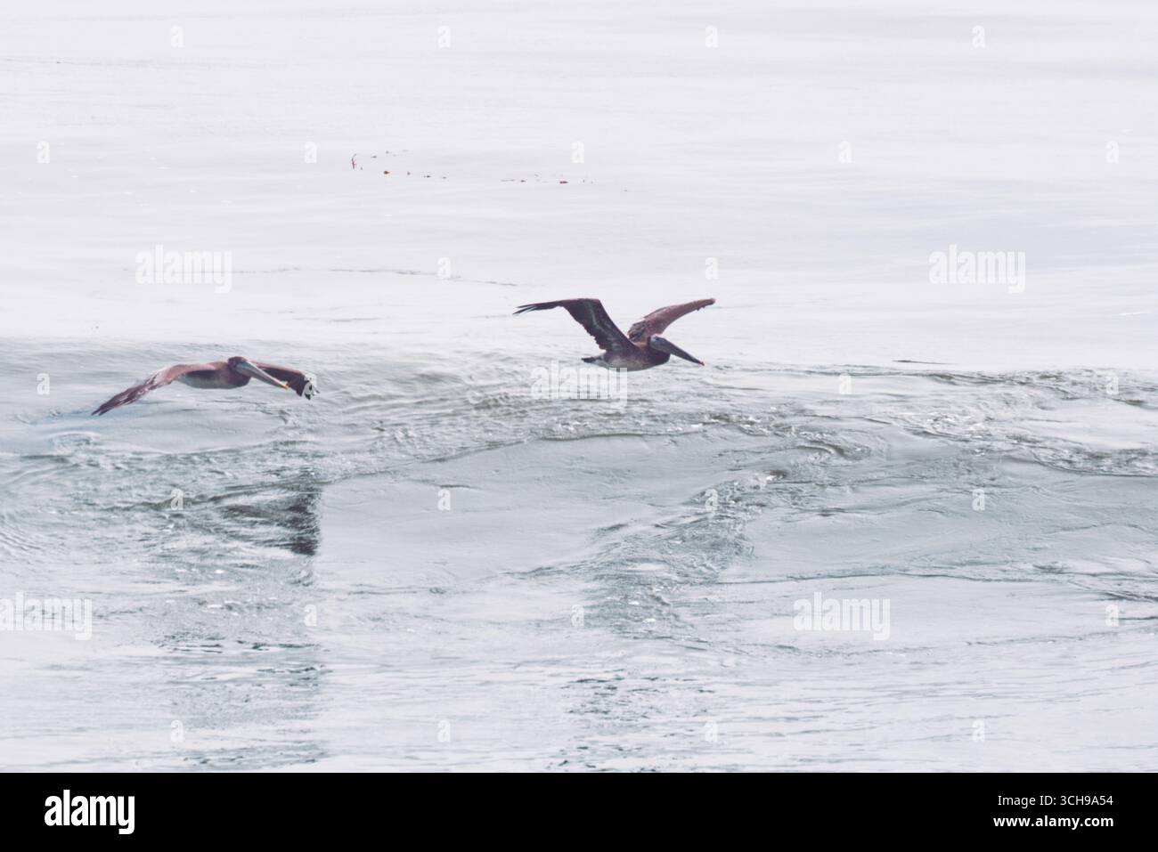 Zwei Pelicaner im Flug über den Pazifik Stockfoto