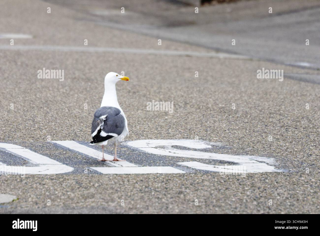 Möwe in der City Street Stockfoto