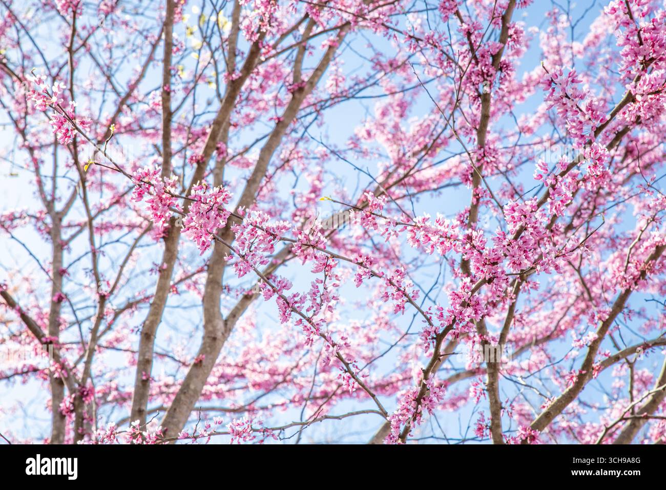 Redbud blüht vor einem blauen Himmel Stockfoto