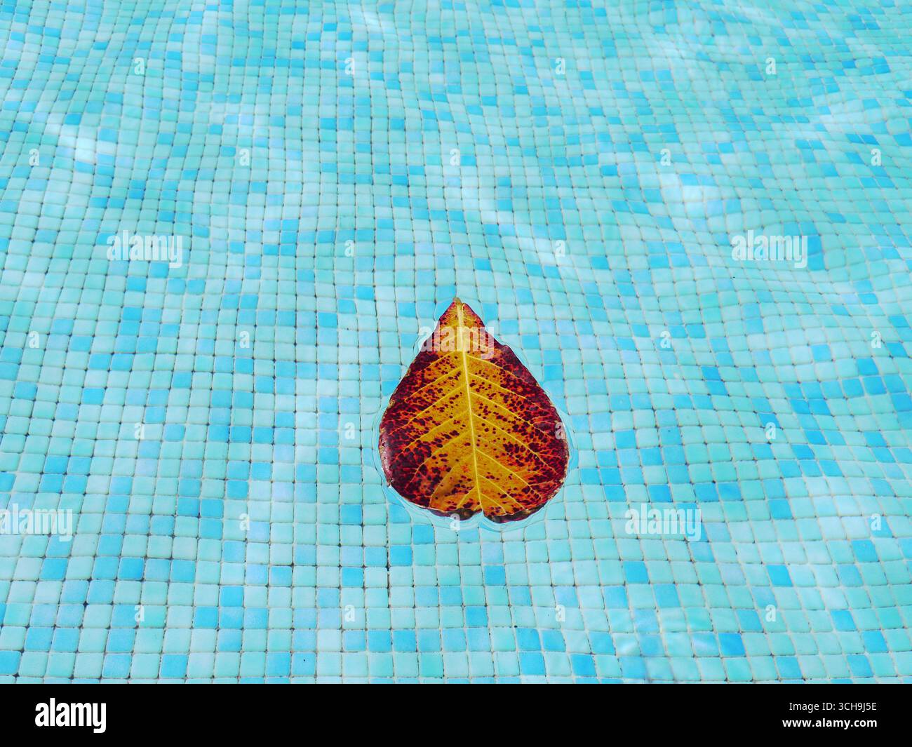 Der Pool mit kleinen Keramikfliesen hat ein buntes Feigenblatt, das auf dem Wasser schwimmt Stockfoto