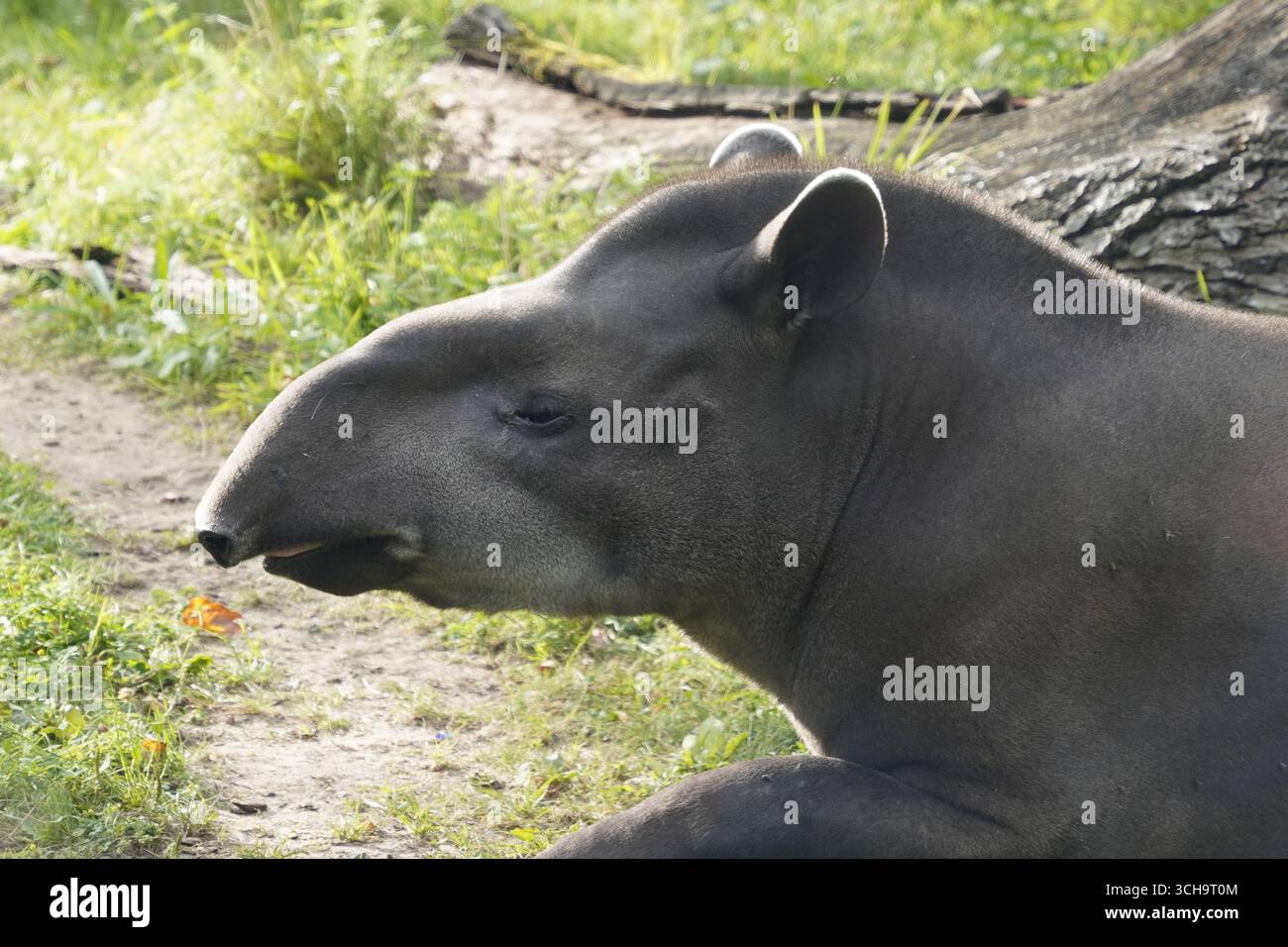 Seitenprofil Nahaufnahme von Kopf und Stamm eines südamerikanischen Tapirs, der auf einer Lichtung im brasilianischen Amazonas-Regenwald liegt Stockfoto