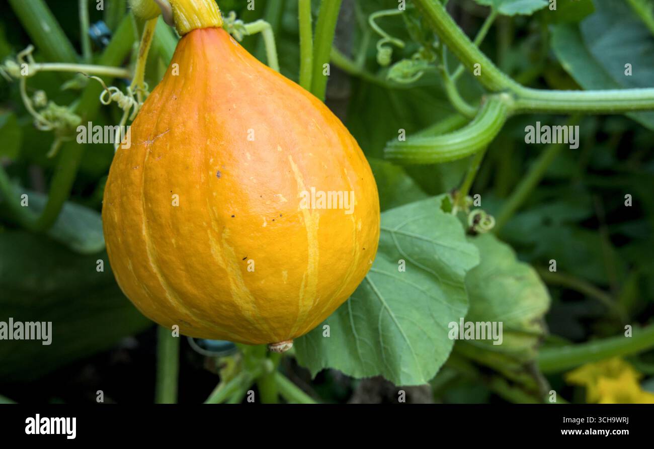 Kürbis, der auf einer Kürbispflanze im Garten wächst, Stockfoto