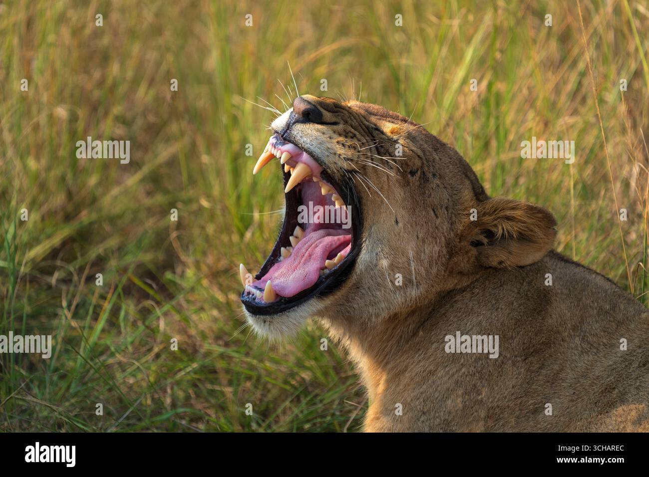 Afrikanische Löwin (Panthera Leo) trägt beim Gähnen im Akagera-Nationalpark in Ruanda Zähne Stockfoto