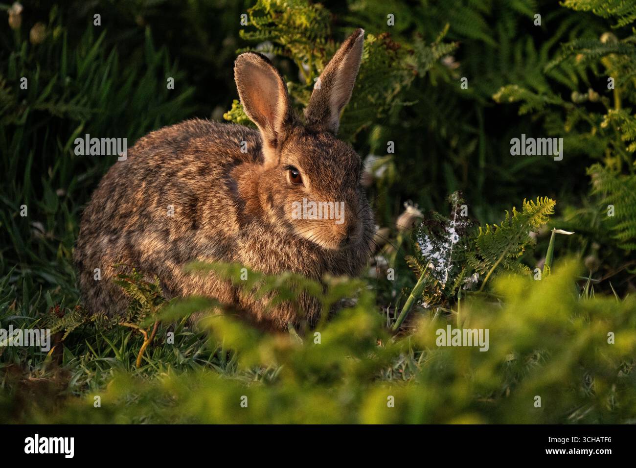 Braunes Europäisches Kaninchen (Oryctolagus cuniculus), das zwischen Bracken- und Feldblumen auf Skomer Island in Pembrokeshire, Wales weidet Stockfoto