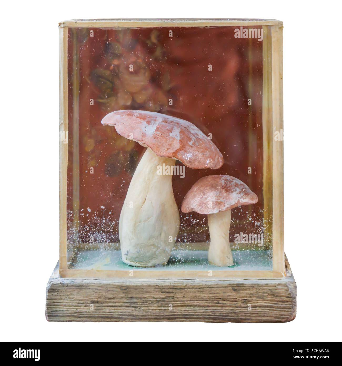 Wissenschaftliche Vitrine im Vintage-Stil mit zwei montierten Pilzen, isoliert auf weißem Hintergrund Stockfoto