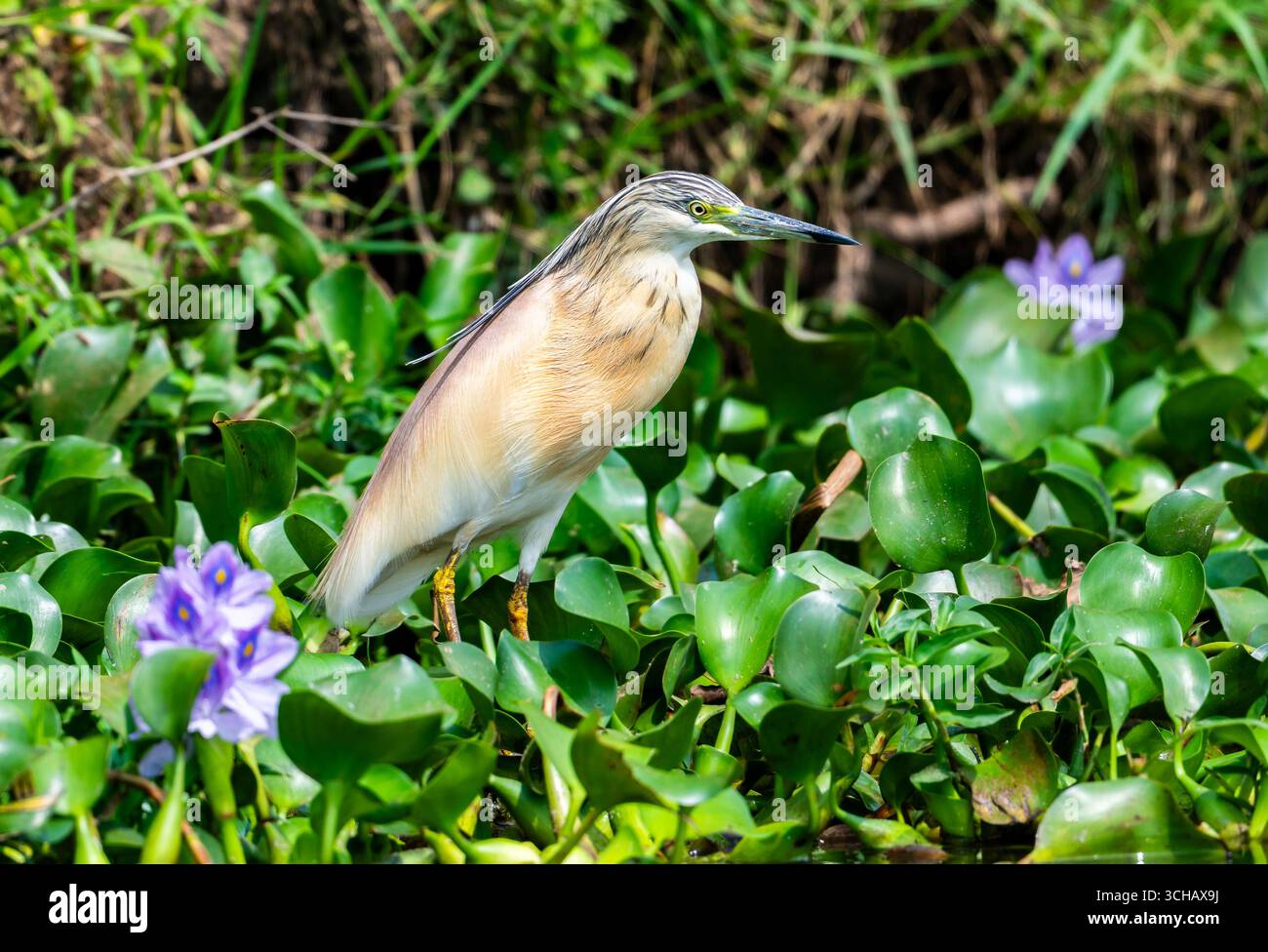 Ein Squakreiher (Ardeola ralloides), der auf Wasserhyazinthen steht. Queen Elizabeth National Park, Uganda, Afrika. Stockfoto