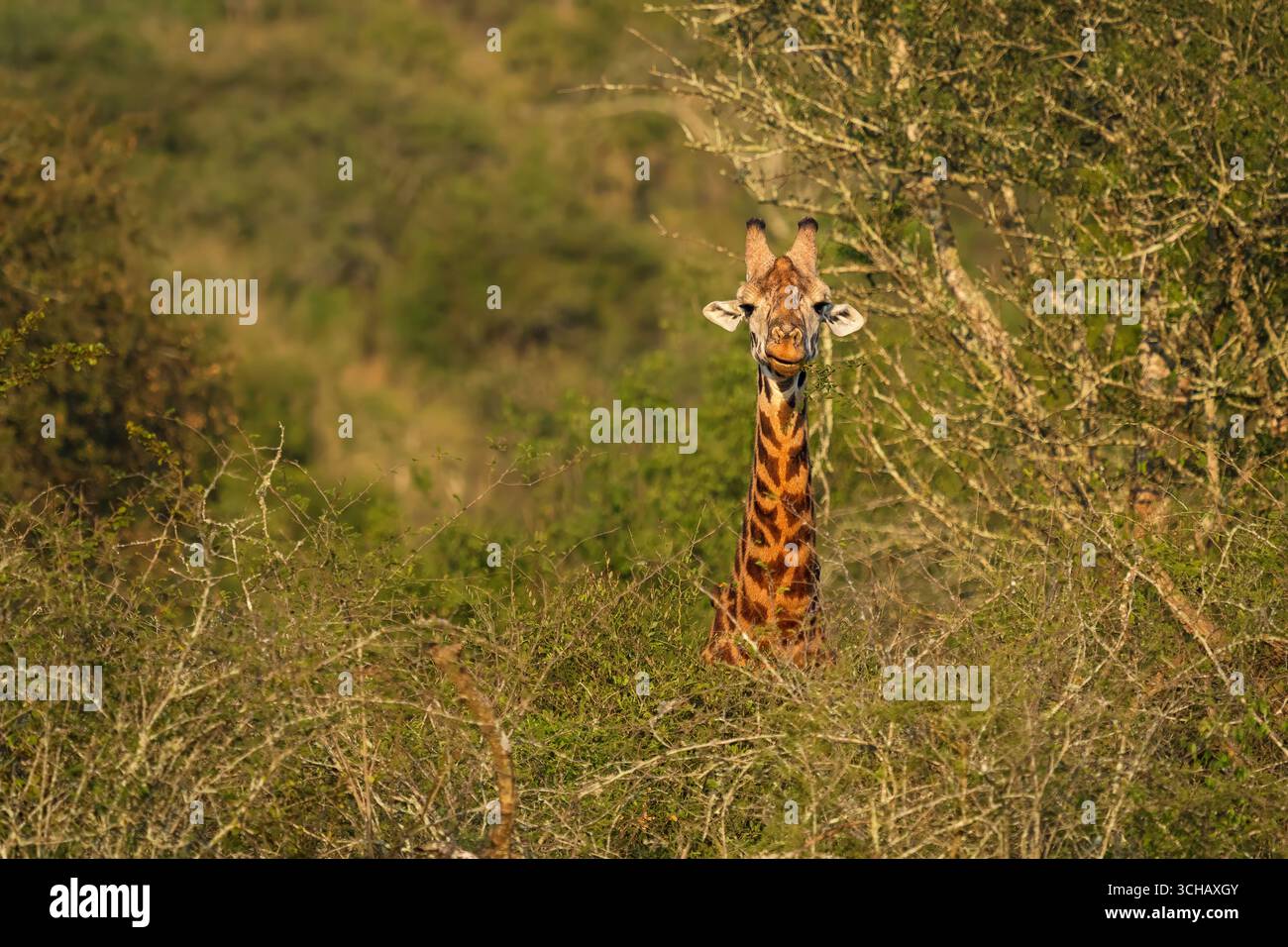 Porträt von Rothschilds Giraffe, die Akazien im Akagera-Nationalpark in Ruanda durchstöbert Stockfoto