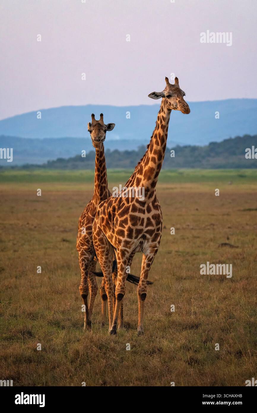 Zwei Rothschilds Giraffen spazieren über die Kilala Plain im ruandischen Akagera-Nationalpark Stockfoto