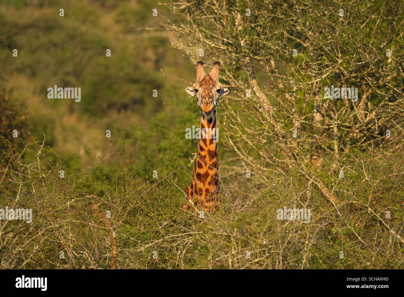 Porträt von Rothschilds Giraffe, die Akazien im Akagera-Nationalpark in Ruanda durchstöbert Stockfoto