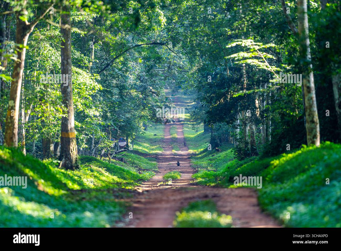 Eine Gruppe von Olivenpaanen durchstreift die Straße der berühmten „Royal Mile“ im Budongo Central Forest Reserve, Uganda, Afrika. Stockfoto