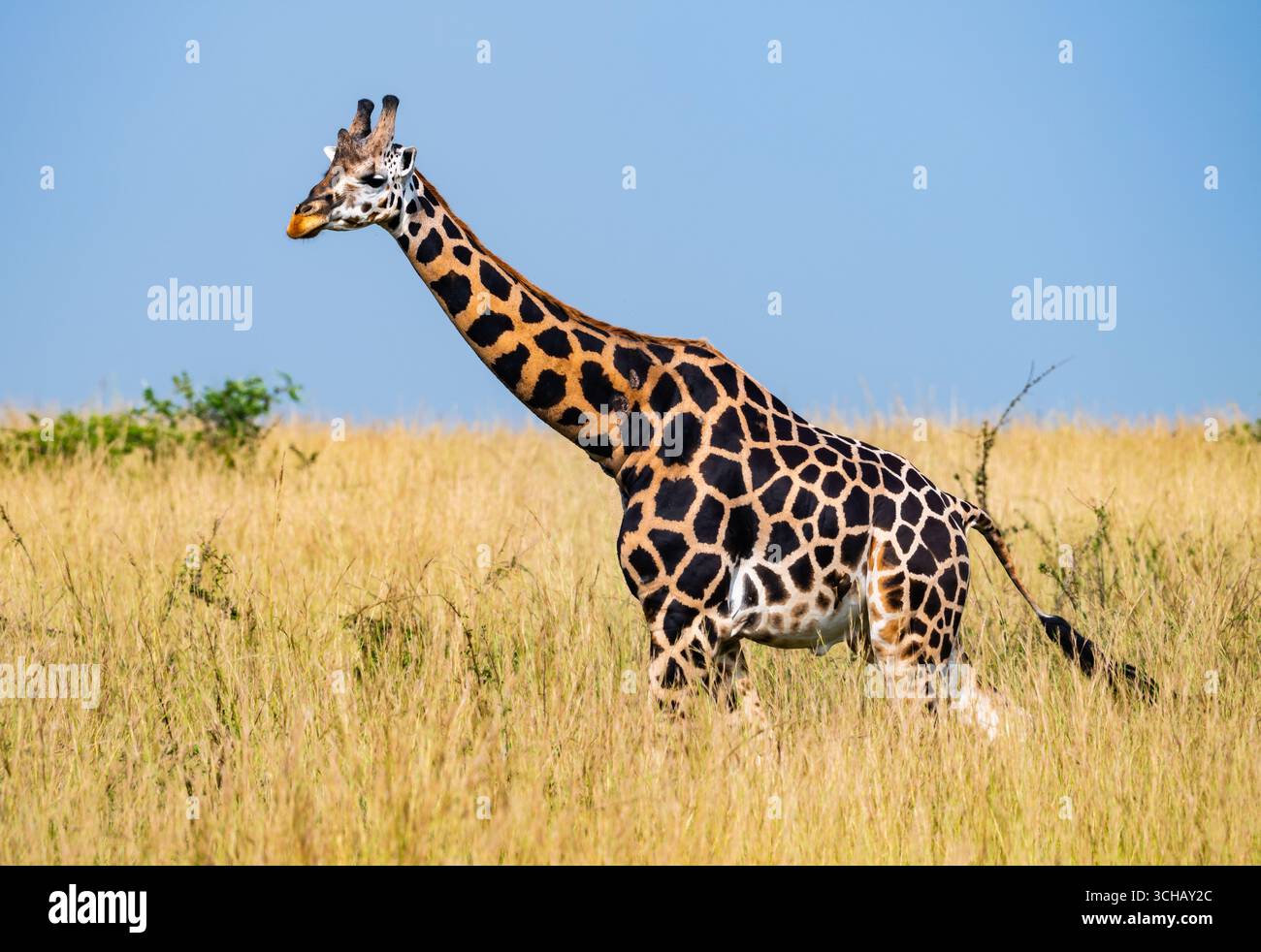 Eine erwachsene Rothschild-Giraffe (Giraffa camelopardalis ssp. Rothschildi) in hohen Gräsern. Murchison Falls National Park, Uganda, Afrika. Stockfoto