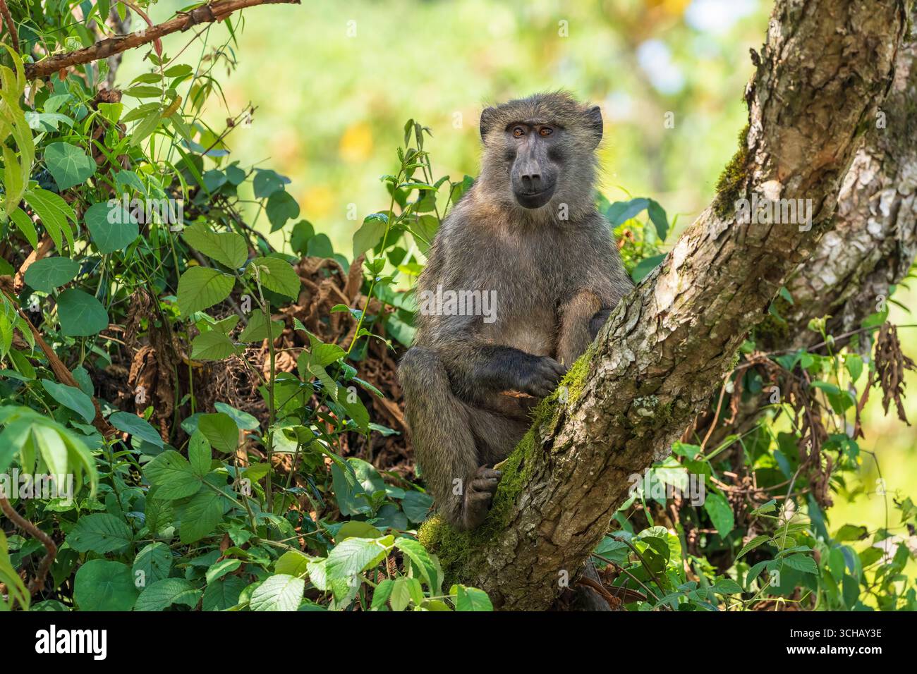 Porträt des Olivenpaans (Papio Anubis) im Baum im Nyungwe Forest National Park in Ruanda Stockfoto