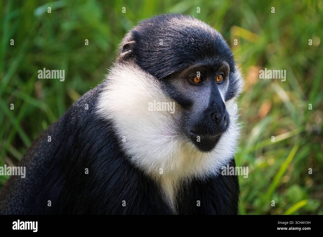 Porträt des Affen von L’Hoest (Allochrocebus lhoesti) im Nyungwe Forest National Park in Ruanda Stockfoto