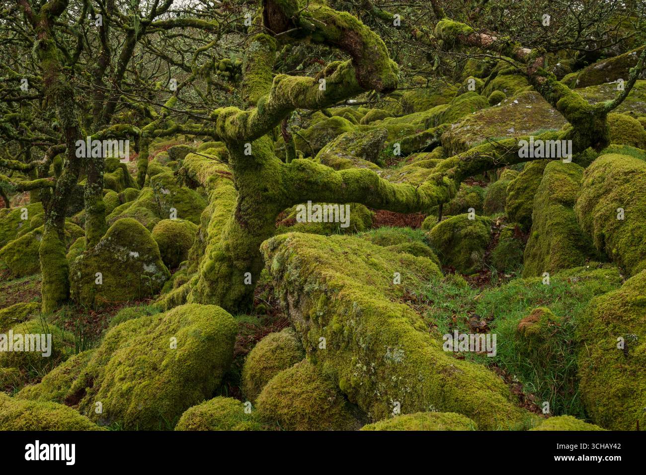 Knorrige und geheimnisvolle moosbedeckte Felsen und Bäume des Wistmans Wood im Dartmoor National Park in Devonshire, England Stockfoto