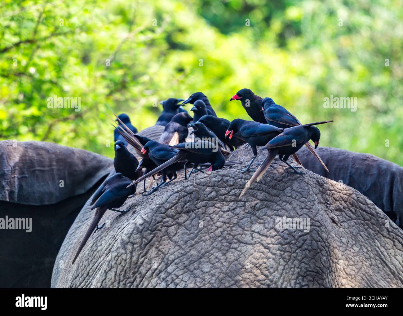 Piapiacs (Ptilostomus afer) reiten auf dem Rücken eines afrikanischen Elefanten. Murchison Falls National Park, Uganda, Afrika. Stockfoto