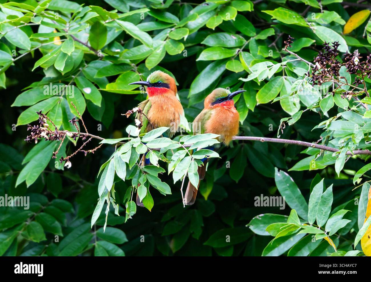 Ein Paar bunte Rothohlige Bienenfresser (Merops bulocki), die auf einem Ast thront. Murchison Falls National Park, Uganda, Afrika. Stockfoto